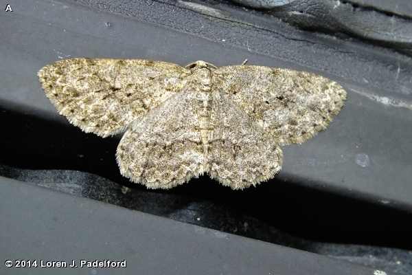 SMALL ENGRAILED