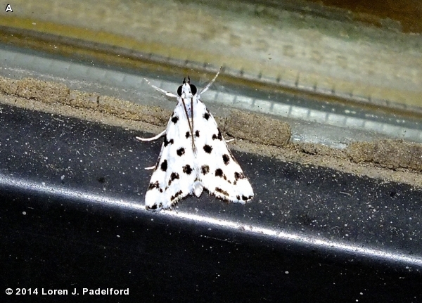 SPOTTED PEPPERGRASS MOTH