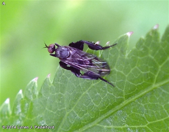 EMPIS DANCE FLY