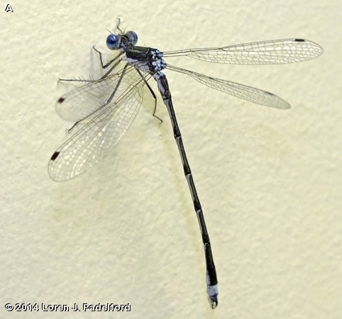 SOUTHERN SPREADWING