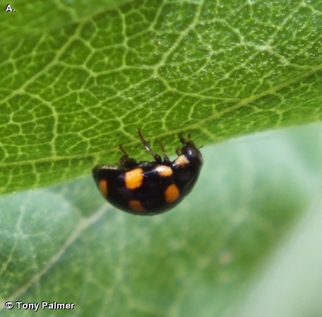 YELLOW SPOTTED LADY BEETLE
