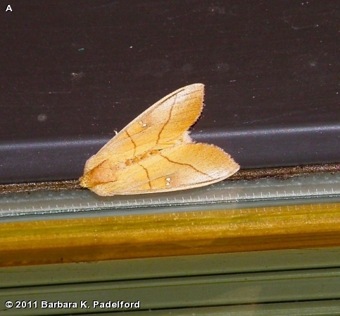 WHITE-DOTTED PROMINENT