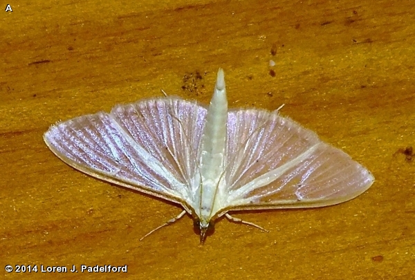 FOUR-SPOTTED PALPITA