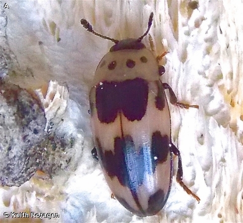 FOUR-SPOTTED FUNGUS BEETLE