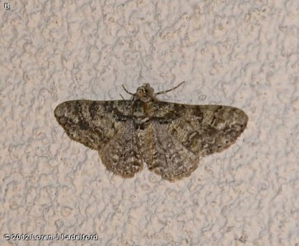 Double-lined Gray Moth - Fontenelle Forest Nature Search : Fontenelle 