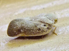 CITRUS FLATID PLANTHOPPER