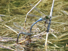 COMMON GREEN DARNER