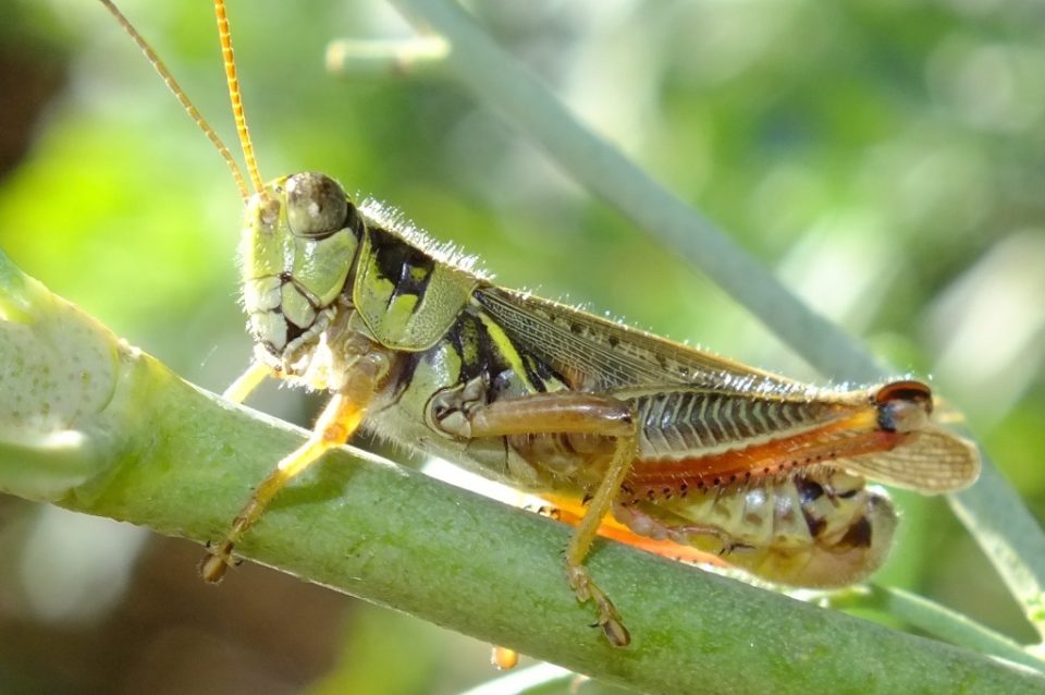 RED-LEGGED GRASSHOPPER - Fontenelle Forest Nature Search : Fontenelle ...