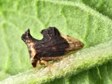 KEELED TREEHOPPER