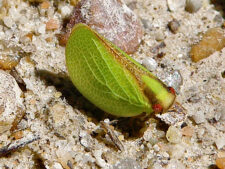 TWO-STRIPED PLANTHOPPER