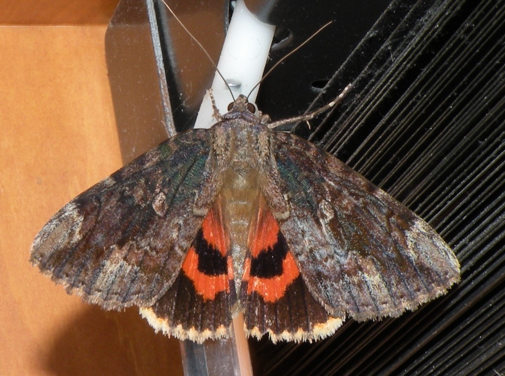 THE BETROTHED UNDERWING MOTH