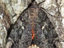 THE BETROTHED UNDERWING MOTH