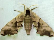 TWIN-SPOTTED SPHINX