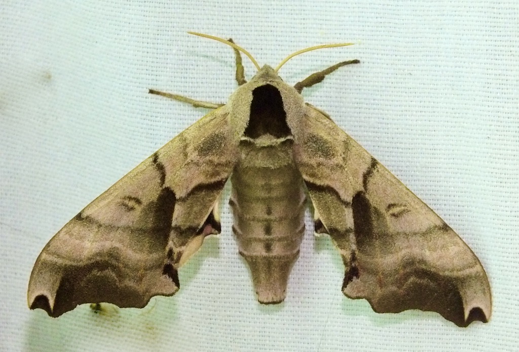 TWIN-SPOTTED SPHINX