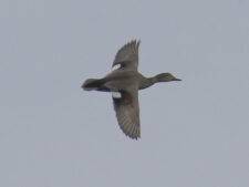 Gadwall