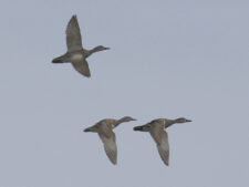 Gadwall