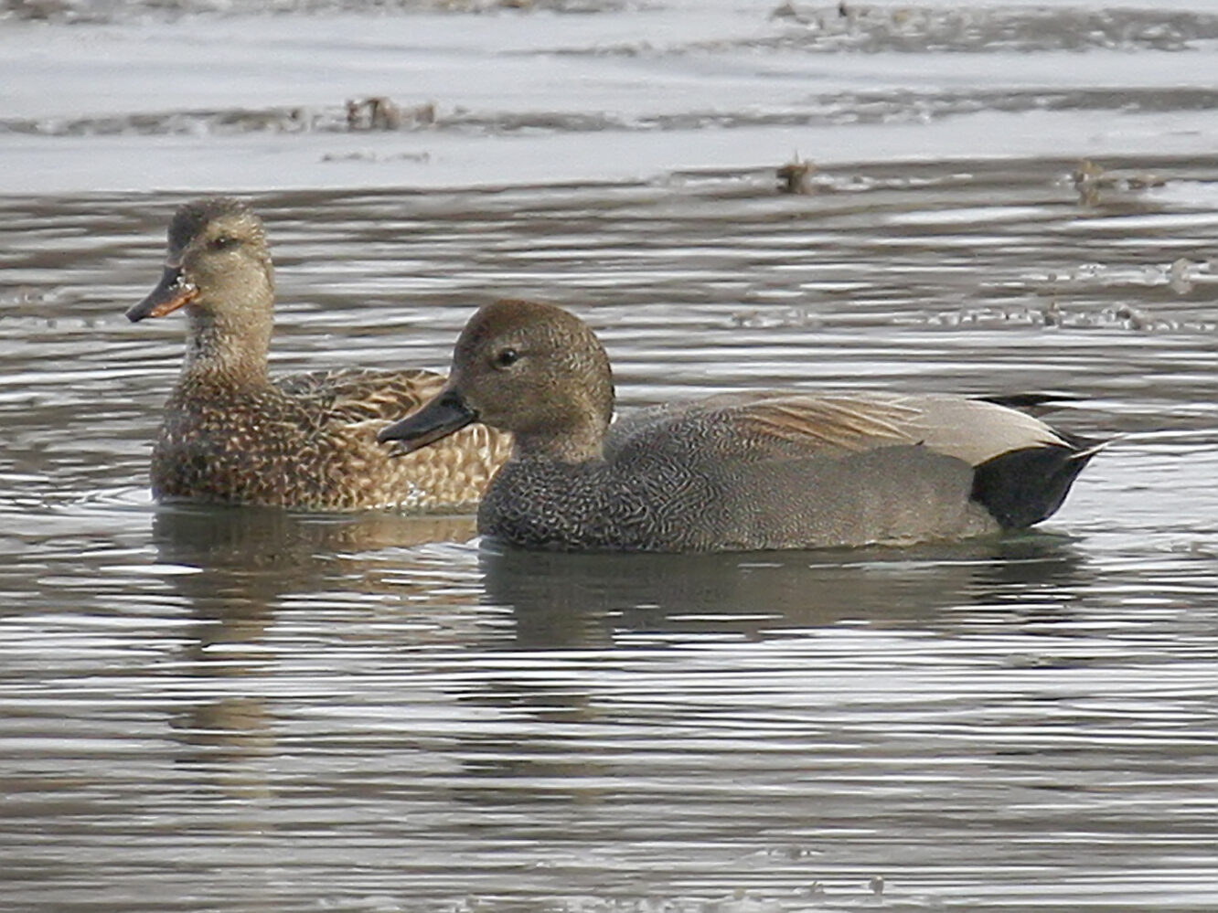 Gadwall