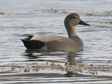 Gadwall