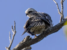 Mississippi Kite