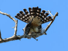 Mississippi Kite