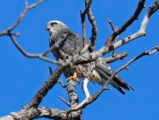 Mississippi Kite