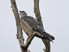 Mississippi Kite