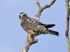 Mississippi Kite