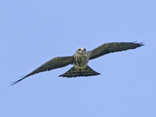 Mississippi Kite