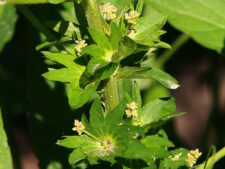 THREE-SEEDED MERCURY