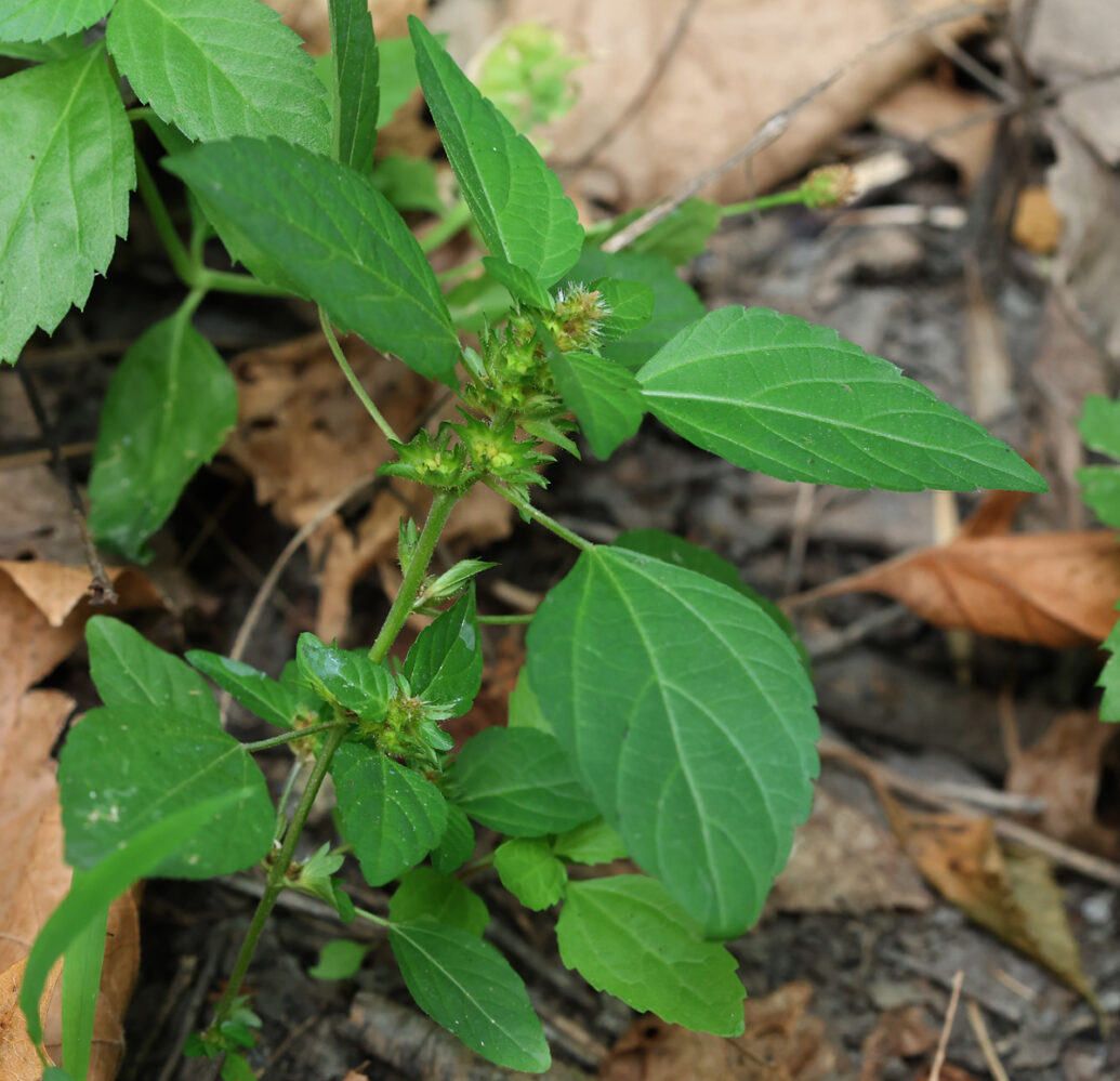 THREE-SEEDED MERCURY