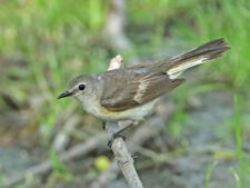 American Redstart