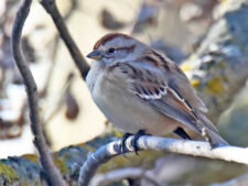 American Tree Sparrow