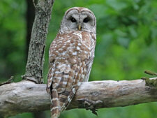 Barred Owl