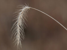 HAIRY WILD RYE