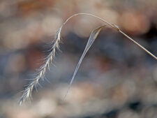 CANADA WILD RYE