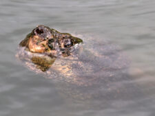 Snapping Turtle