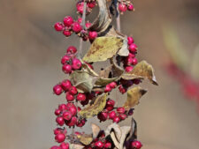 CORALBERRY