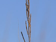 PRAIRIE CORDGRASS