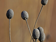 GRAY-HEADED CONEFLOWER