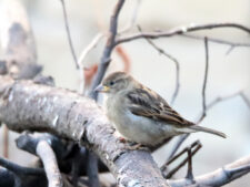 House Sparrow