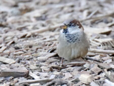 House Sparrow