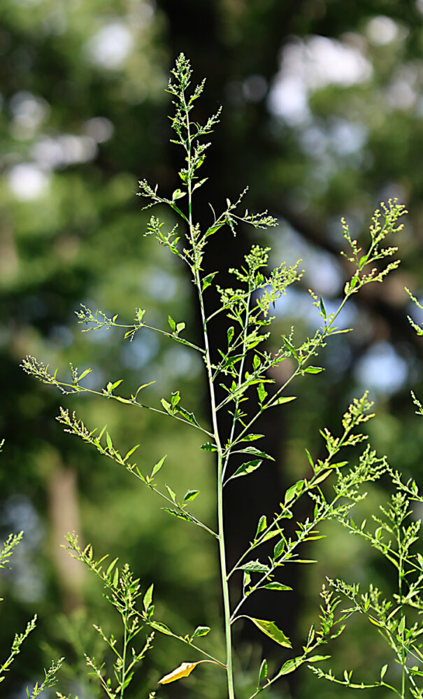 WOODLAND GOOSEFOOT