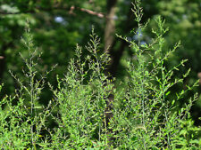 WOODLAND GOOSEFOOT