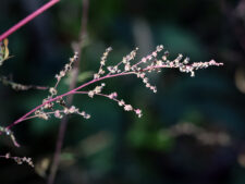 WOODLAND GOOSEFOOT