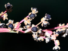 WOODLAND GOOSEFOOT