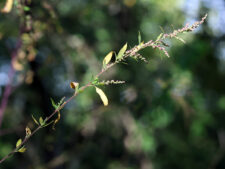 WOODLAND GOOSEFOOT