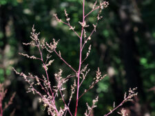 WOODLAND GOOSEFOOT