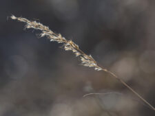 INDIAN GRASS