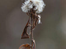 NEW ENGLAND ASTER