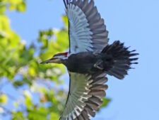 Pileated Woodpecker